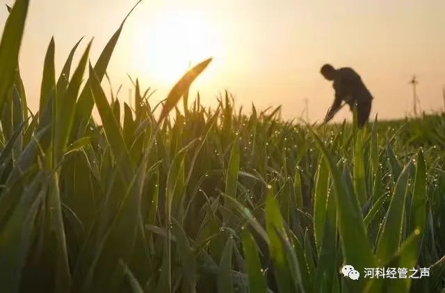 明朝知谷雨，无策禁花风。