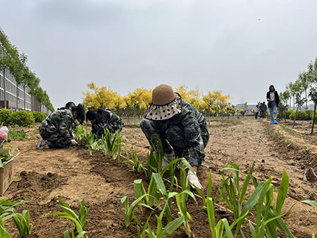 曹妃甸校区又添新绿 ——十万株花苗落户太阳集团tcy8722