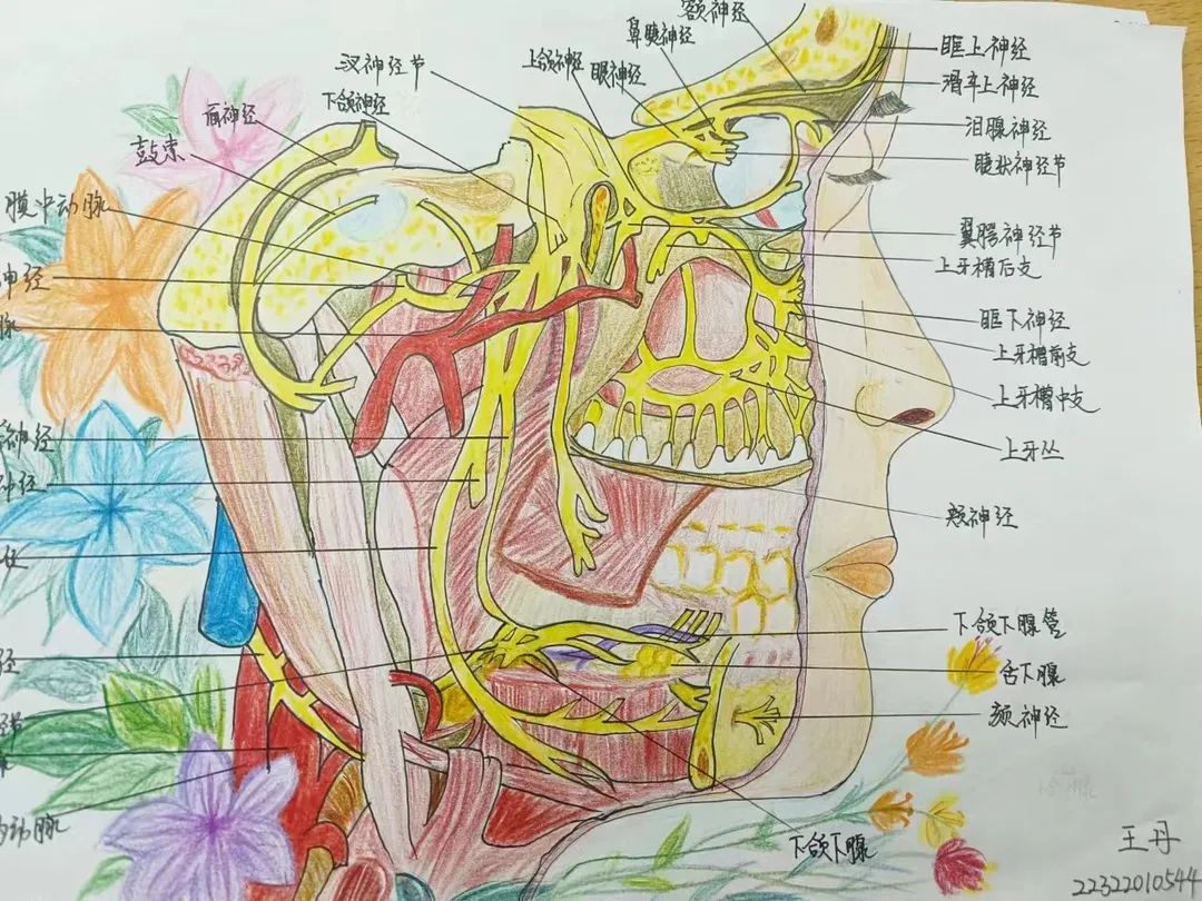 太阳集团tcy8722护理与健康学院 医学绘图 我有画说 解剖绘图大赛